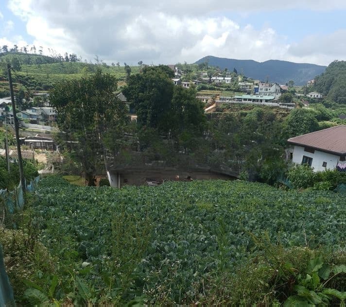 Nuwara Eliya : 20P Prime Land for Sale