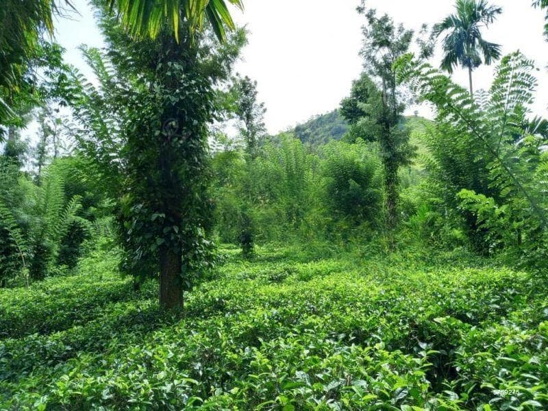 Tea Estate For Sale in Wattegama, Kandy
