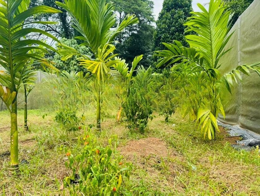 නිට්ටඹුව නගරයට 2km වෙල් යායකට මායිම් පර්චස් 40ක් ඉඩමක්