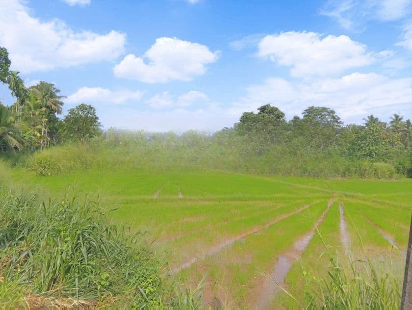 Developed Residential Land for Sale in Dambadeniya P8