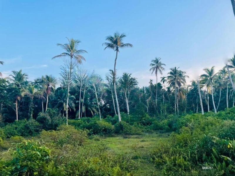 Valuable Commercial cum Residential Lands for Sale – Bentota