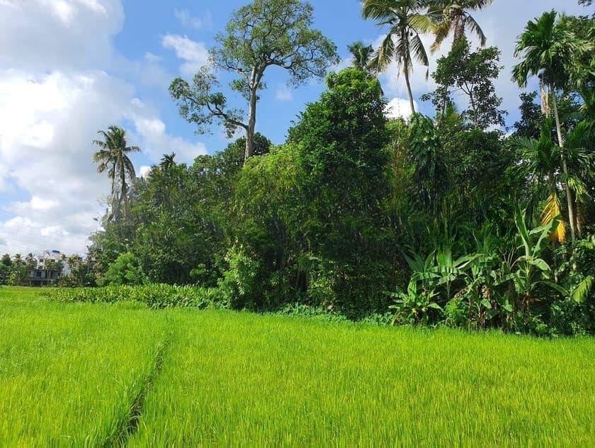 12.8 Perch Paddy Field View Land on Temple Road, Maharagama (SL 14341)