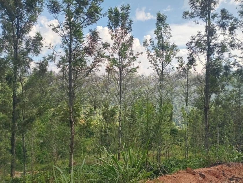 Land for Sale Nillamba