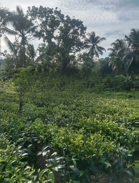 Galle : 143.4 perches Tea estate for Sale at Ihalakeebiya